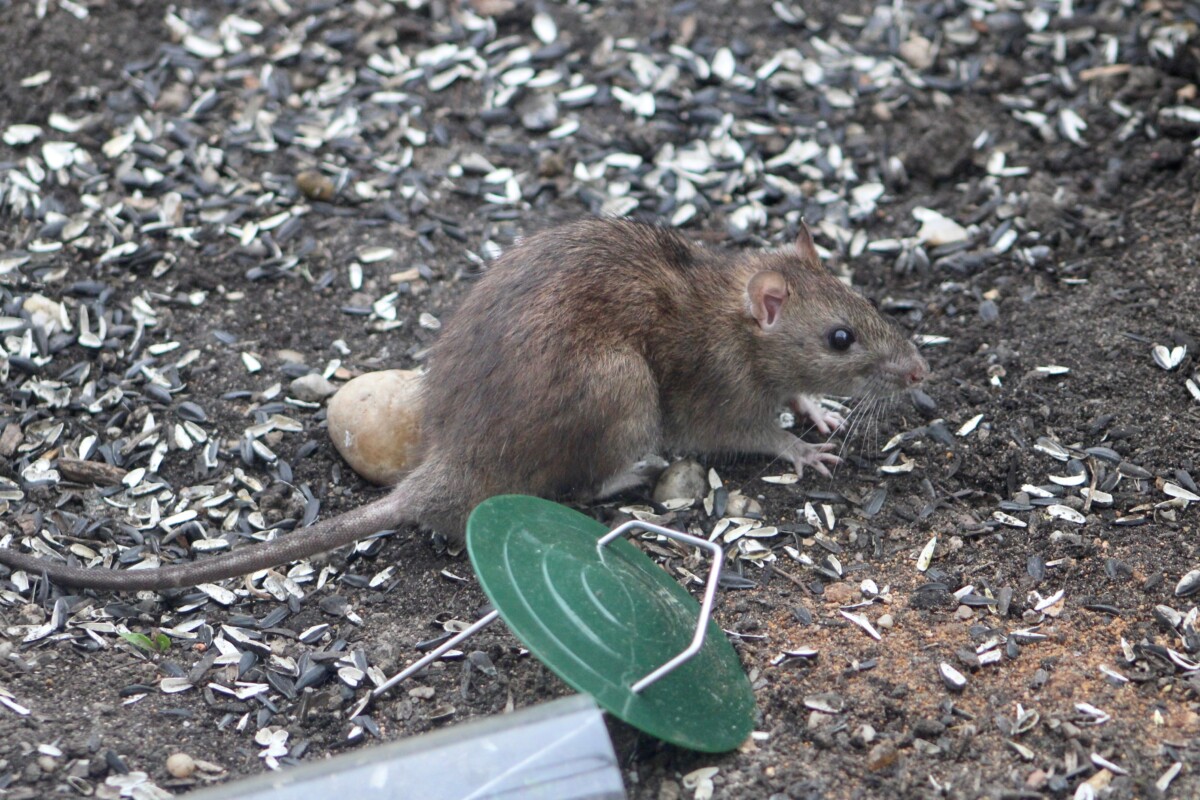 A rat on the ground next to a broken bird feeder