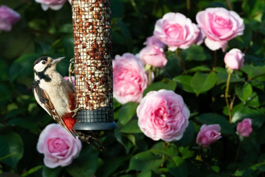 9 Tips for Feeding Birds During the Summer