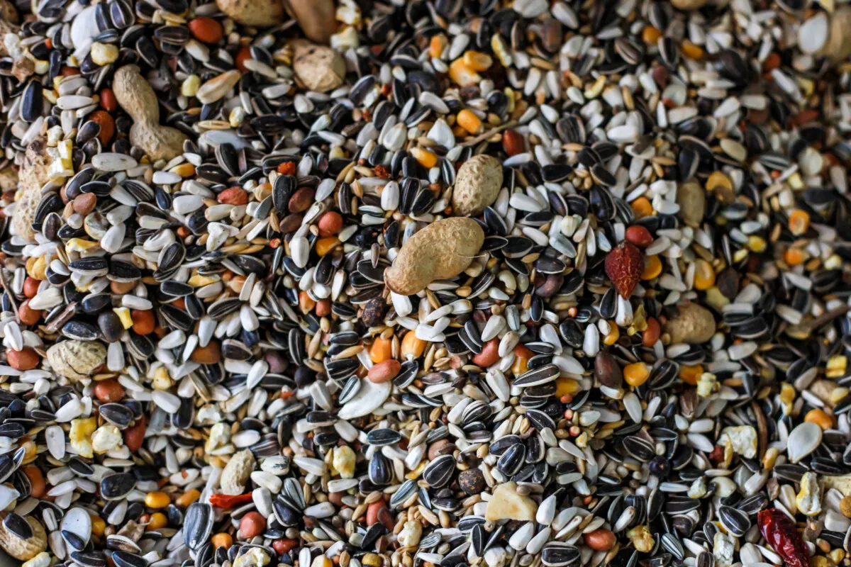 Mixed birdseed with peanuts