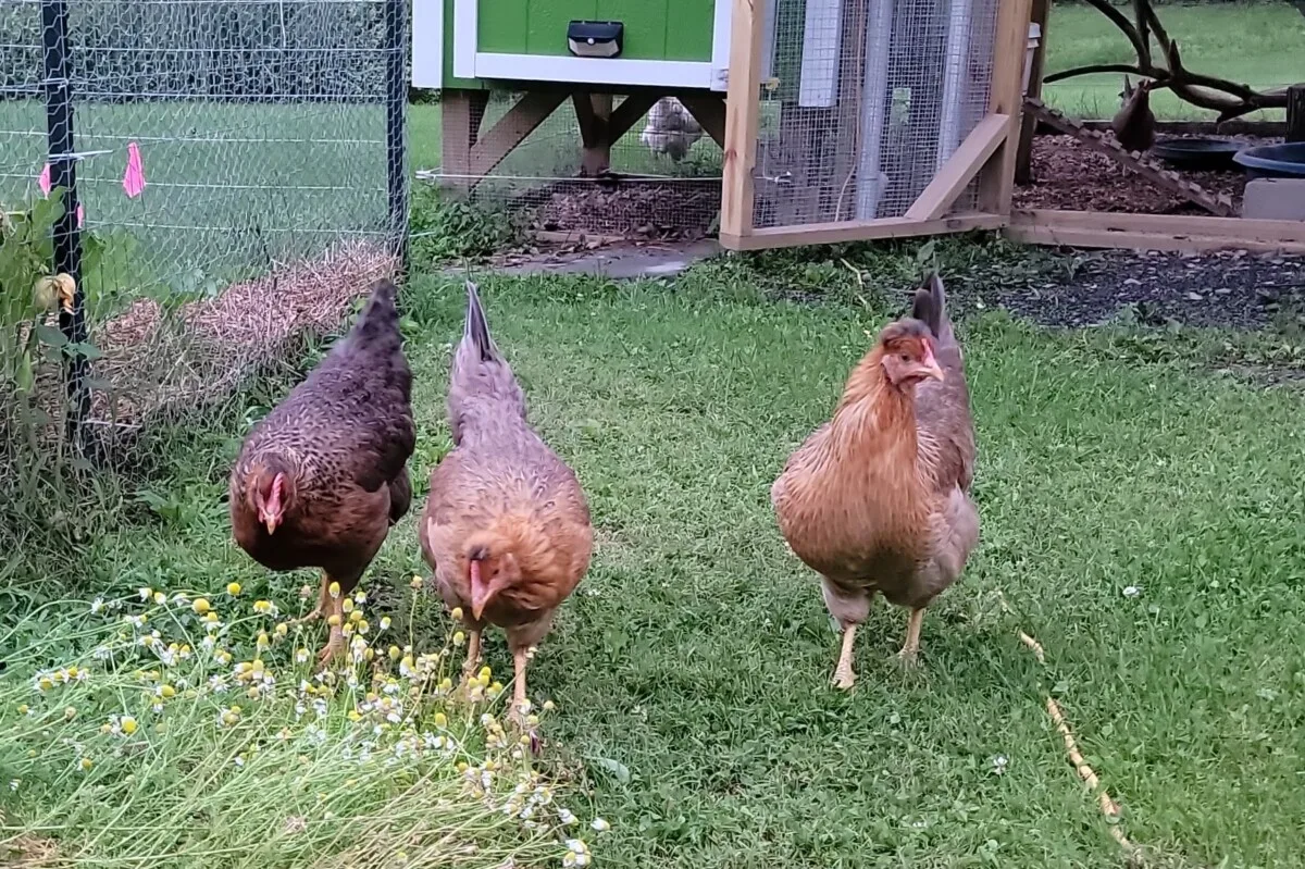 Three Bielefelder hens.