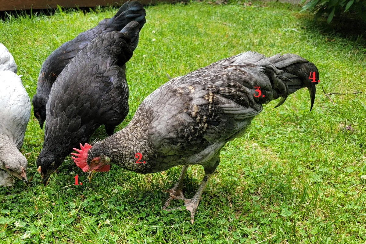 Three chickens, one a rooster. Rooster is labelled with four numbers to denote rooster characteristics.