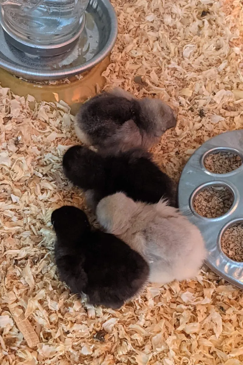 Four fluffy chicks in pine shavings.