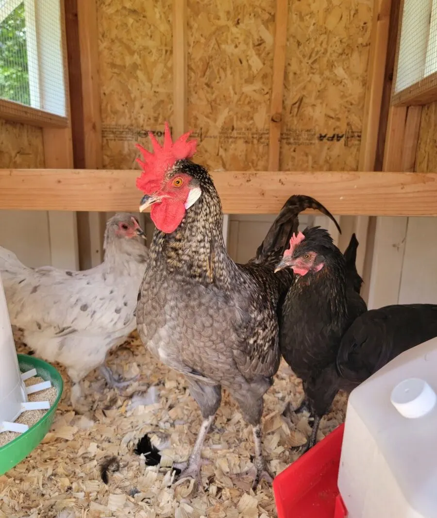 Young rooster standing between two hens.
