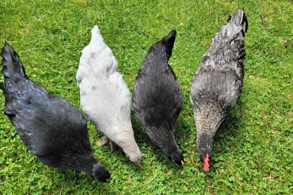 8 Things to Do with an Unwanted Rooster