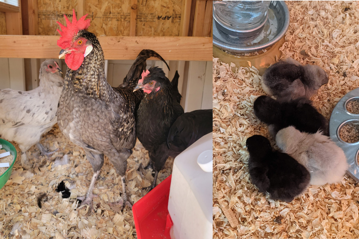 Two photos, one of a rooster standing between two hens, one of four small chicks.