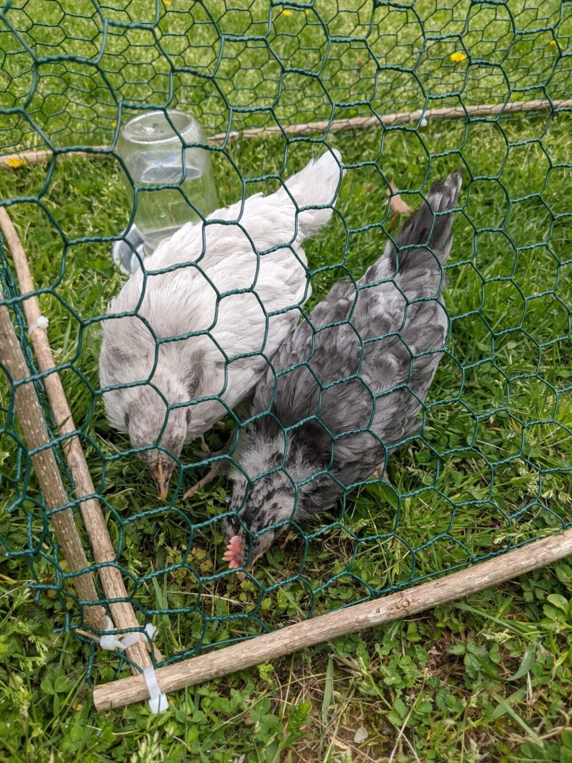 8 Things to Do with an Unwanted Rooster