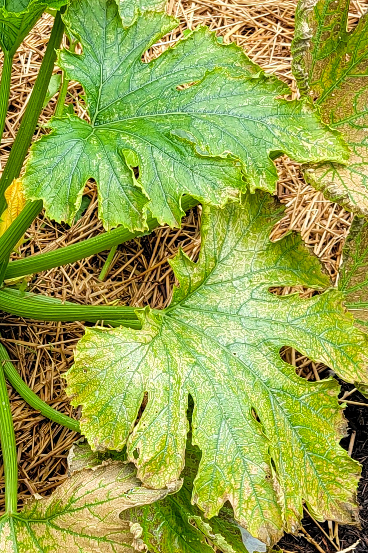 Zucchini leaves with yellow and brown patches