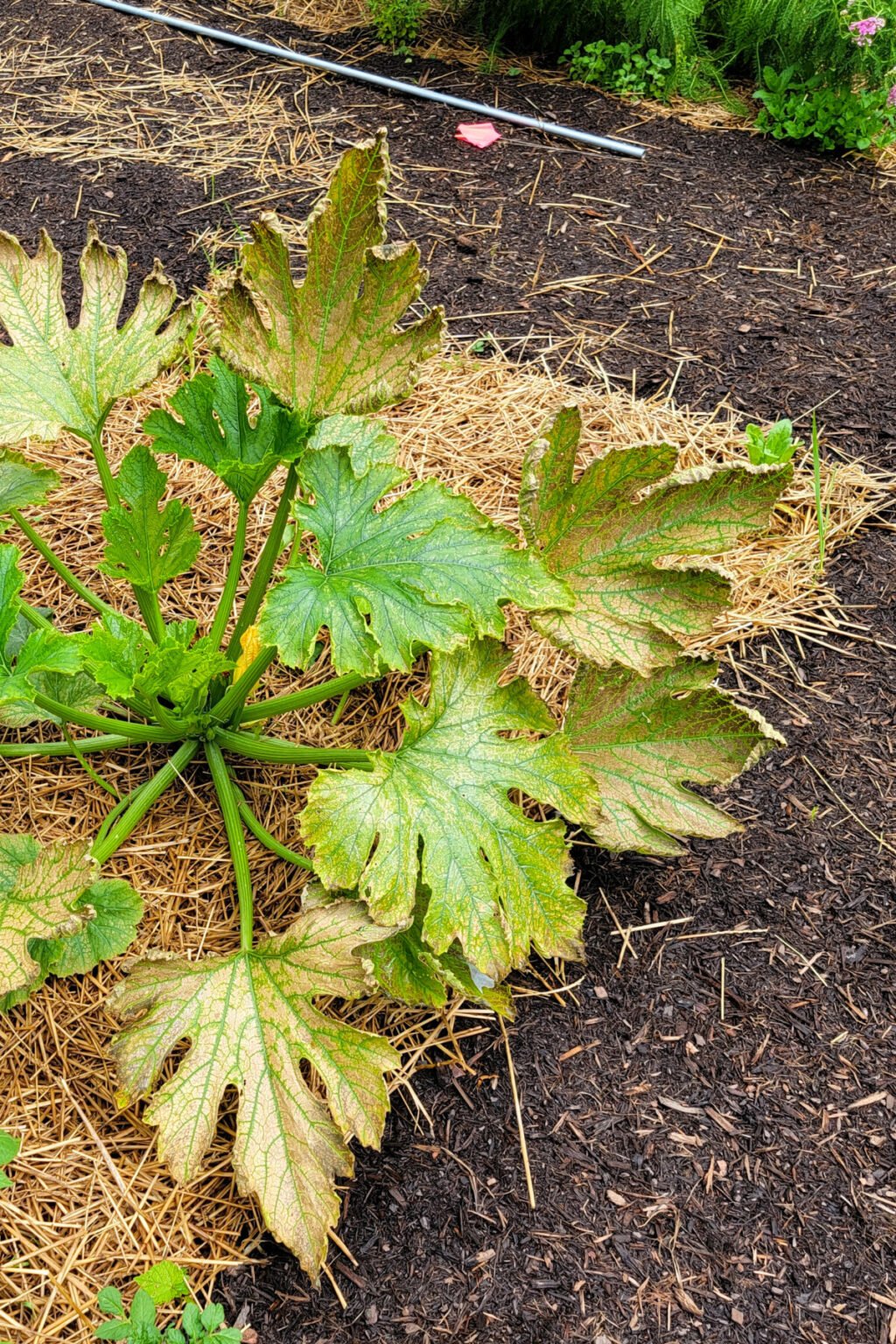 5 Things Your Zucchini Leaves Are Trying To Tell You