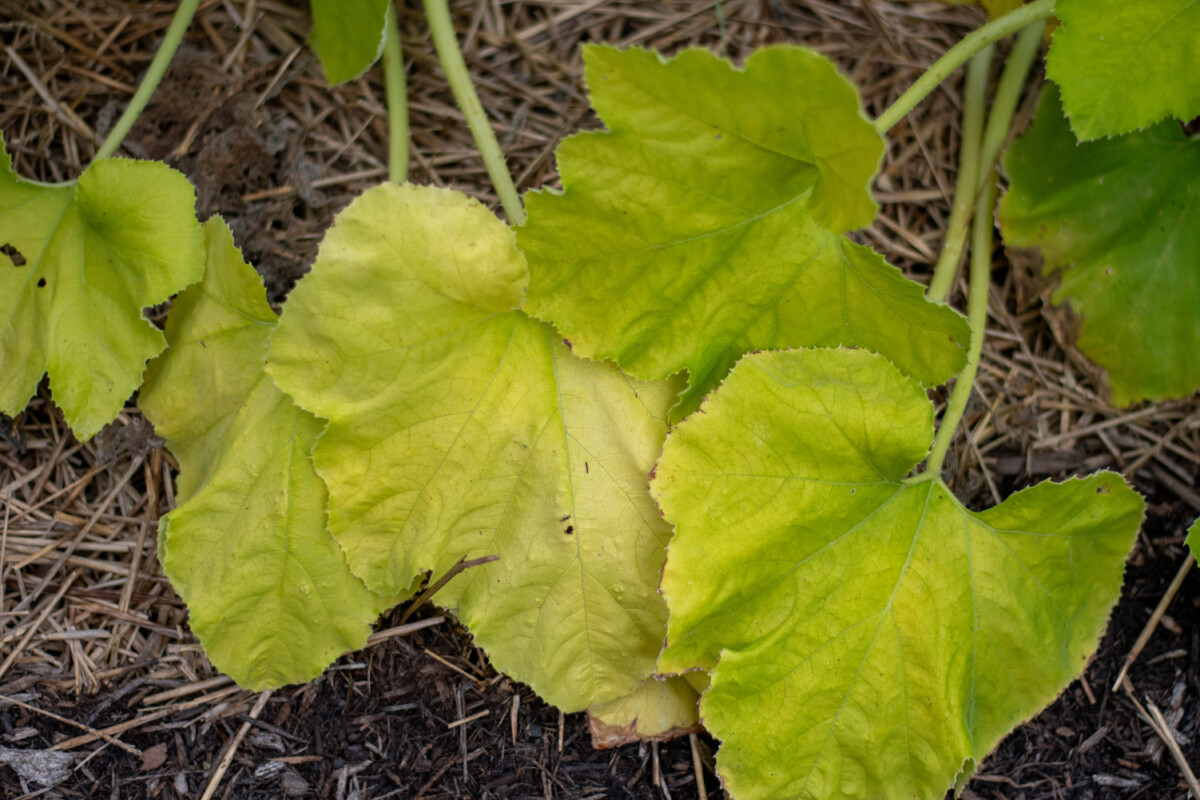 Pale yellow zucchini leaves