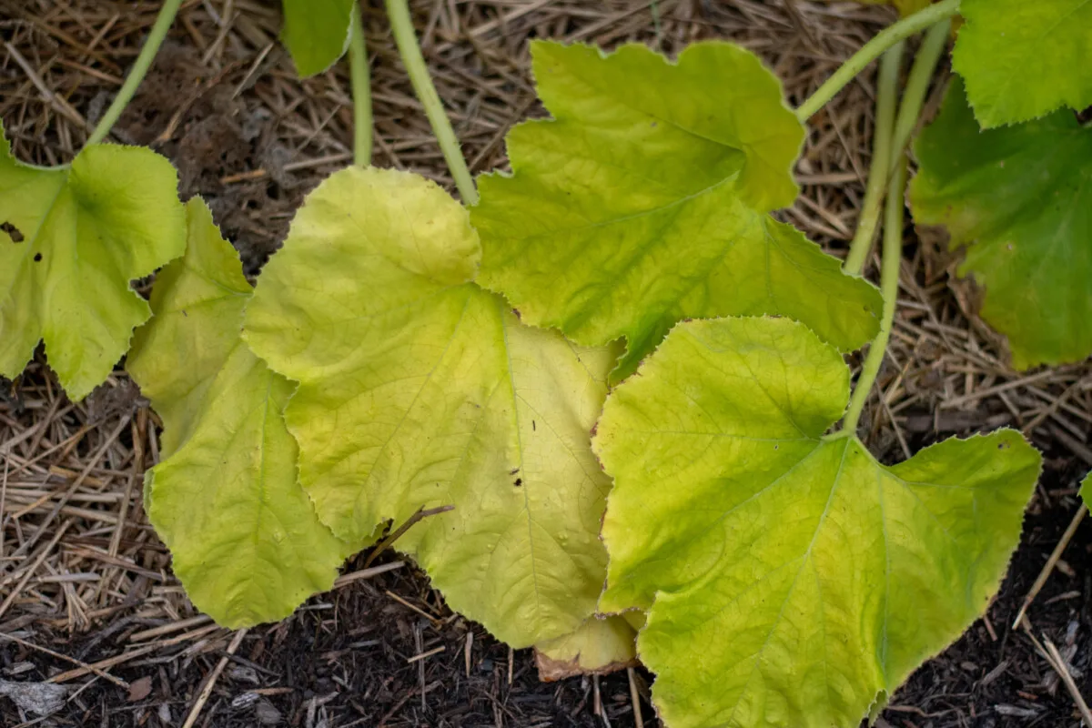 Pale yellow zucchini leaves