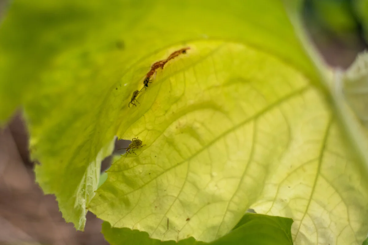 Squash bugs on a yellowing squash leaf. 