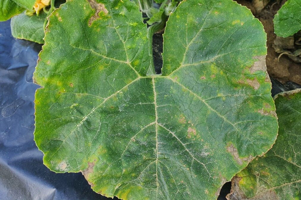 Zucchini leaf with downy mildew damage