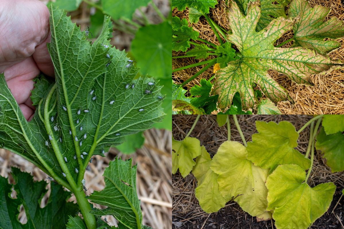 Three photos, one of a woman's hand holding a zucchini leaf covered in squash bugs, zucchini leaf with deep brown striations and curling leaves, zucchini leaves, pale yellow
