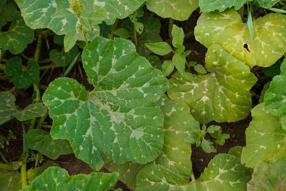 Natural variegation on zucchini leaves