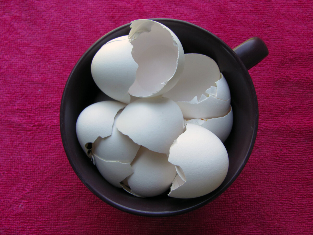 Coffee cup filled with eggshells