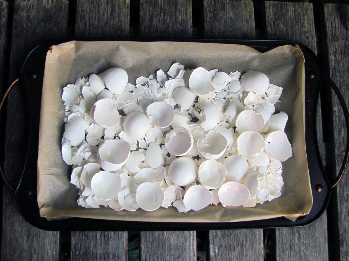Baking tray covered in eggshells.