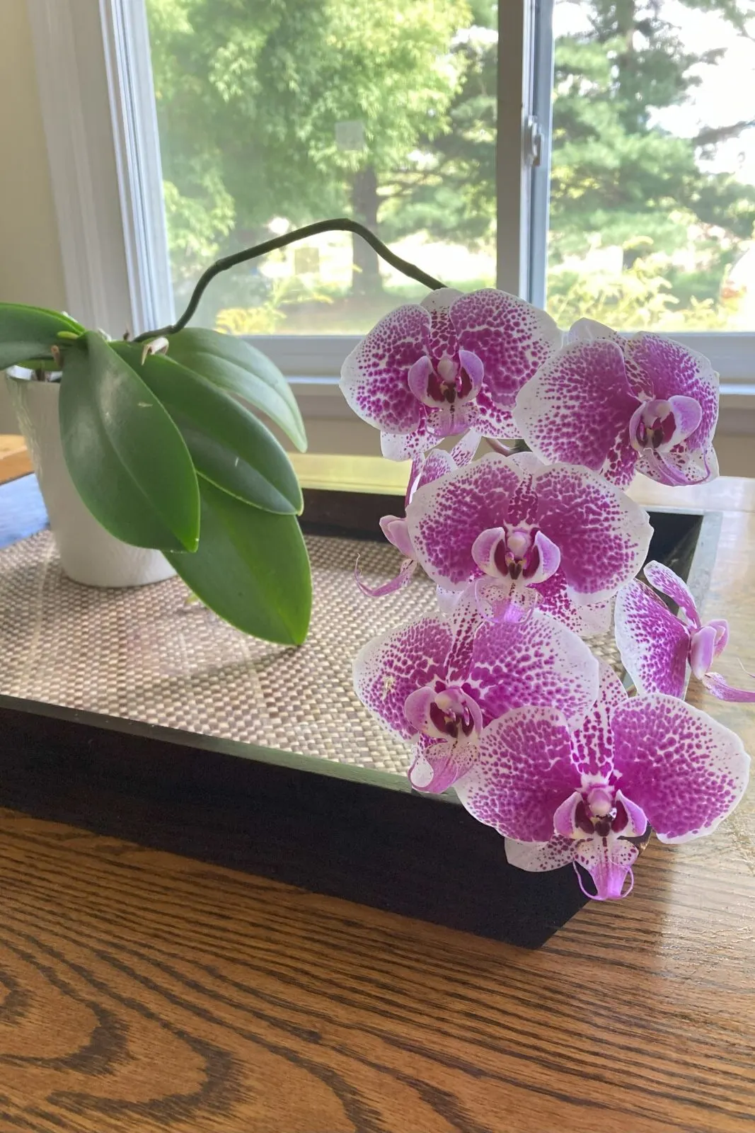 Phalaenopsis orchid in bloom on a tray.