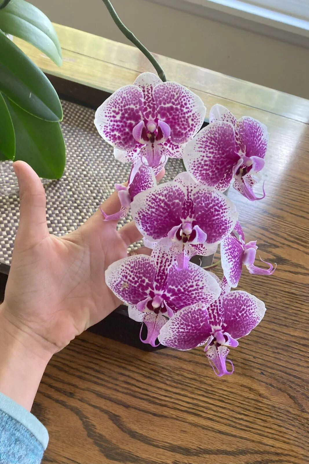 Woman's hand holding a phalaenopsis bloom.
