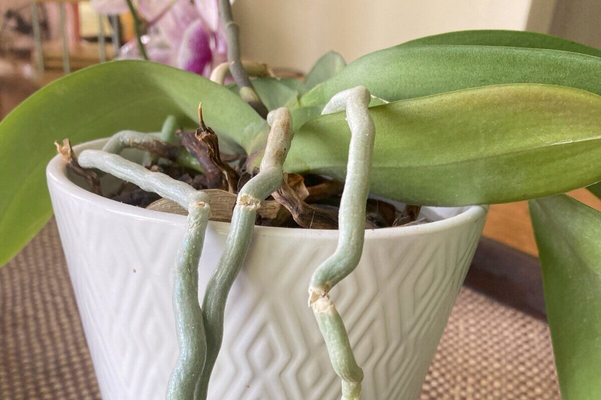 Potted orchid with no bloom, large green aerial roots draping over the sides.