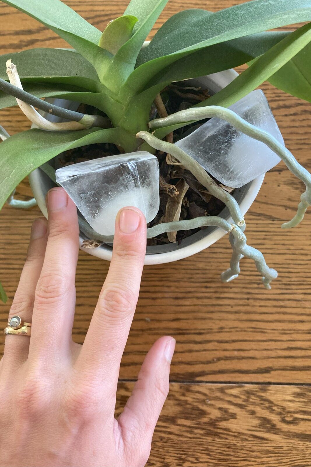 Woman's hand touching ice cubes in an orchid pot.