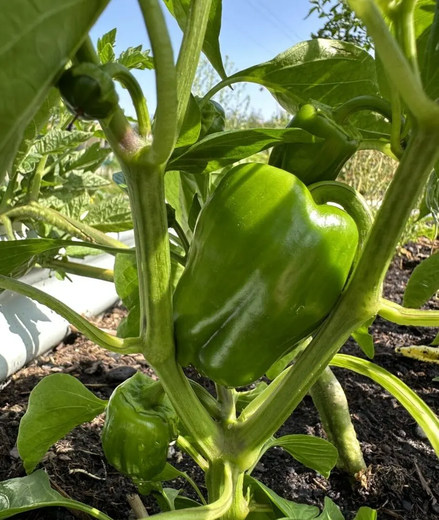Green bell peppers (California Wonder) late July this year