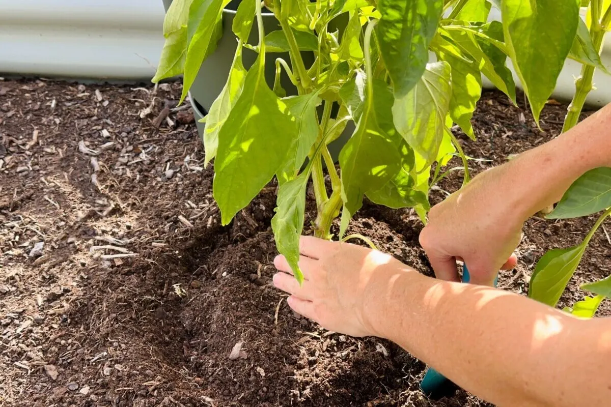 woman's hands digging up a California Wonder bell pepper plant
