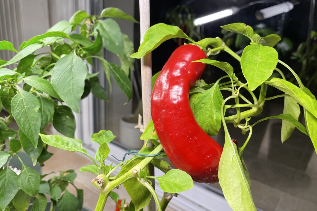 Italian sweet pepper (Corno di Toro Rosso) ready for harvest December 2022