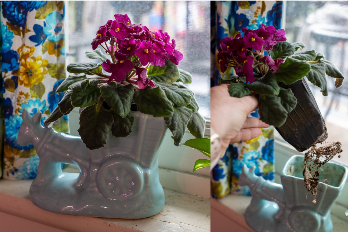 Decorative planter with African violet and photo of hand lifting nursery pot out from inside the planter.