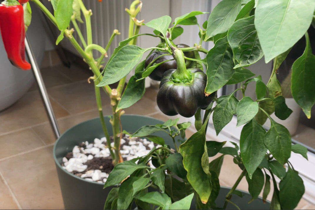 Tomato Peppers (Capsicum annuum) growing indoors under grow light