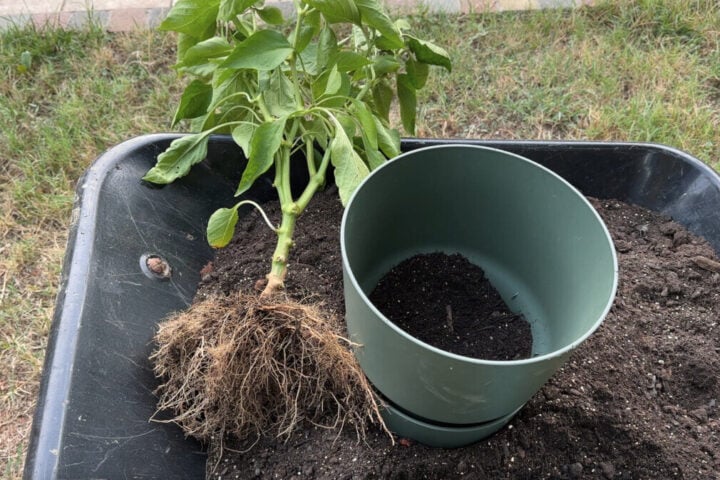 How To Overwinter Pepper Plants For Bigger Yields How To Overwinter Pepper Plants For Bigger Yields