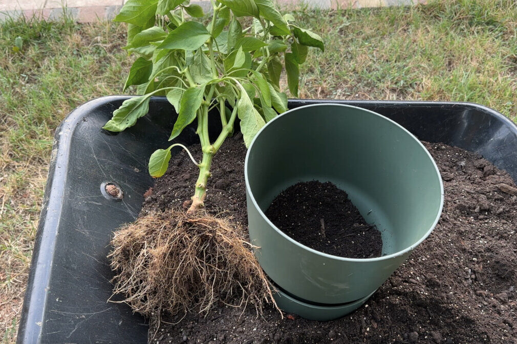 Dug up pepper plant prepped for transplanting