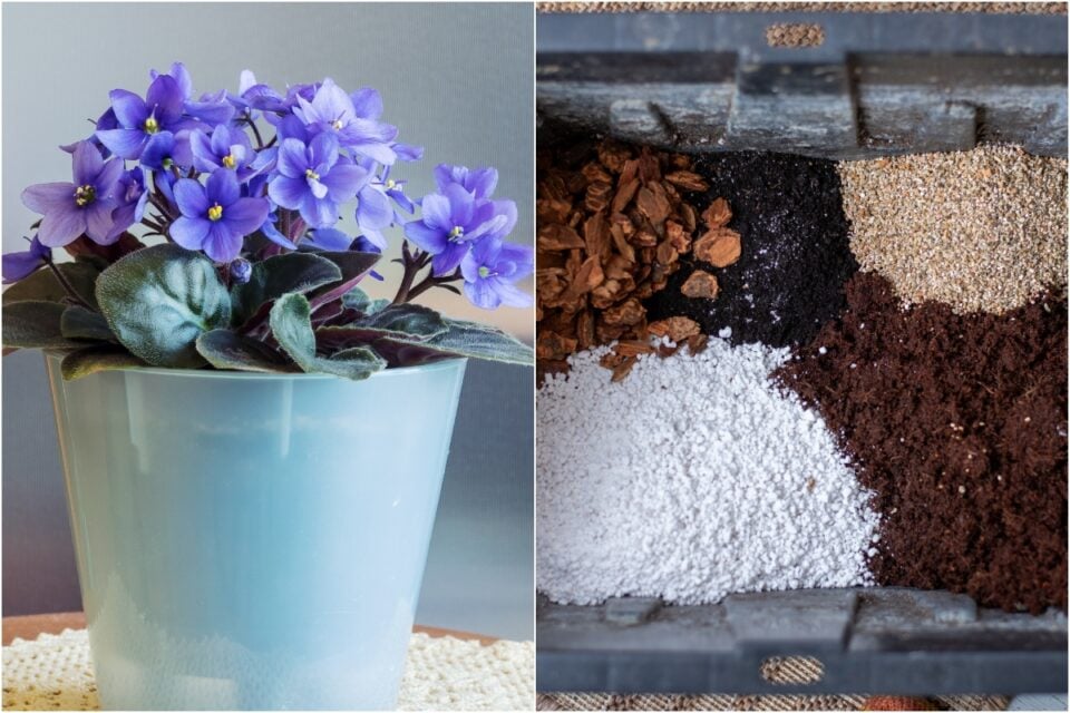 5 Ingredient African Violet Potting Mix for Your Biggest Blooms Yet
