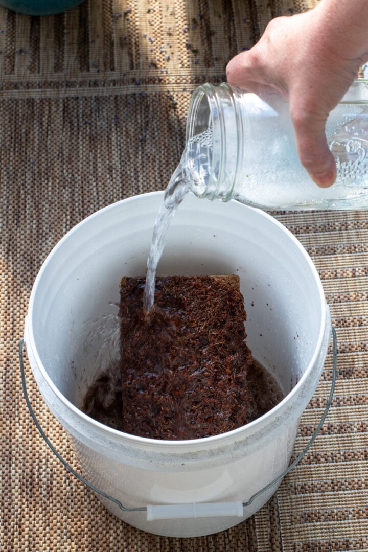 5 Ingredient African Violet Potting Mix for Your Biggest Blooms Yet