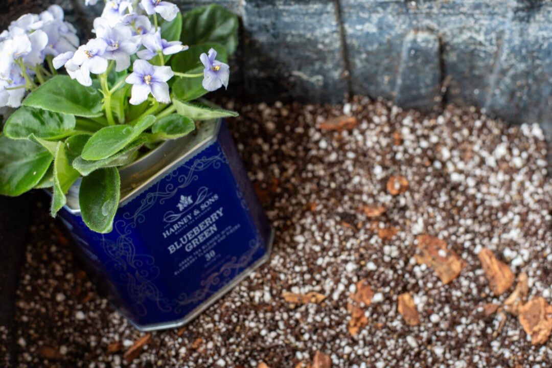 5 Ingredient African Violet Potting Mix for Your Biggest Blooms Yet
