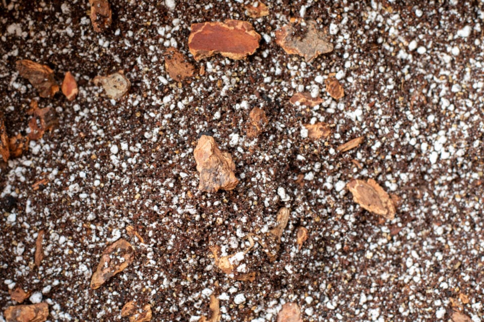 5 Ingredient African Violet Potting Mix for Your Biggest Blooms Yet