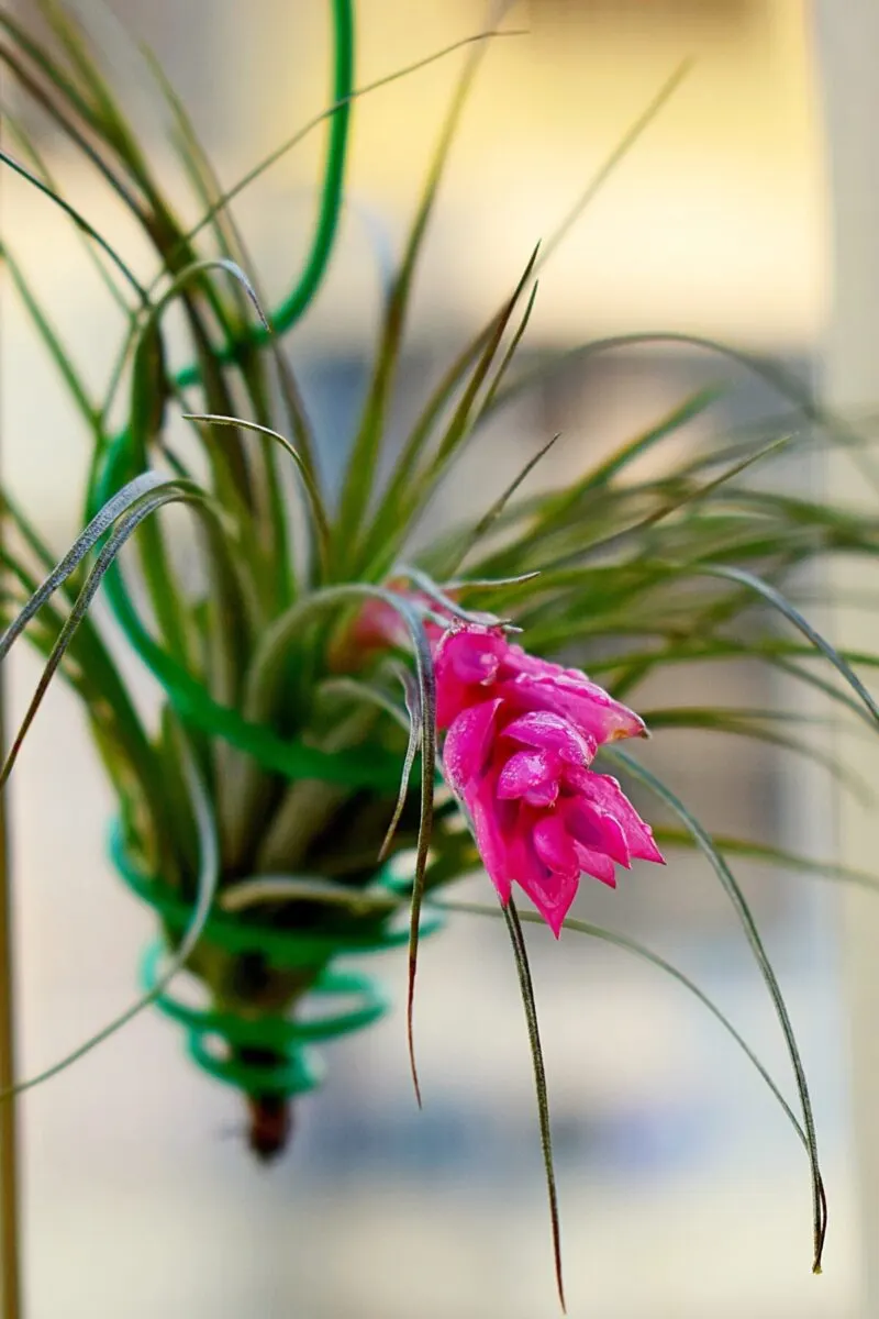 Bright pink bloom of an air plant