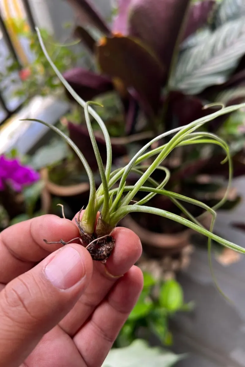Fingers holding an airplant