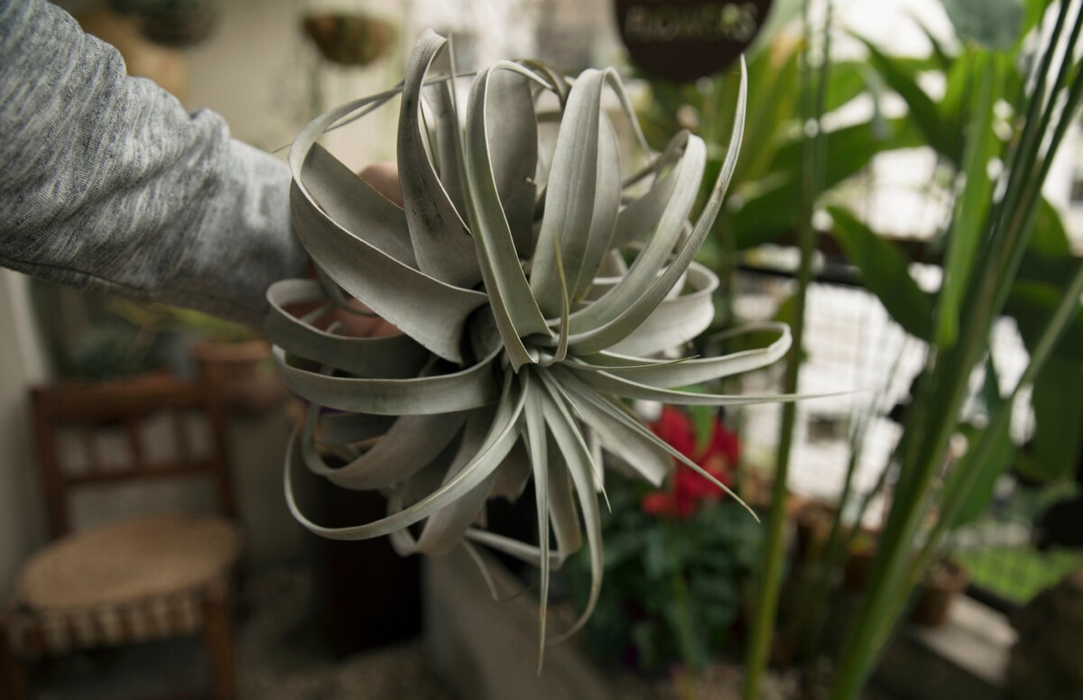 Large airplant