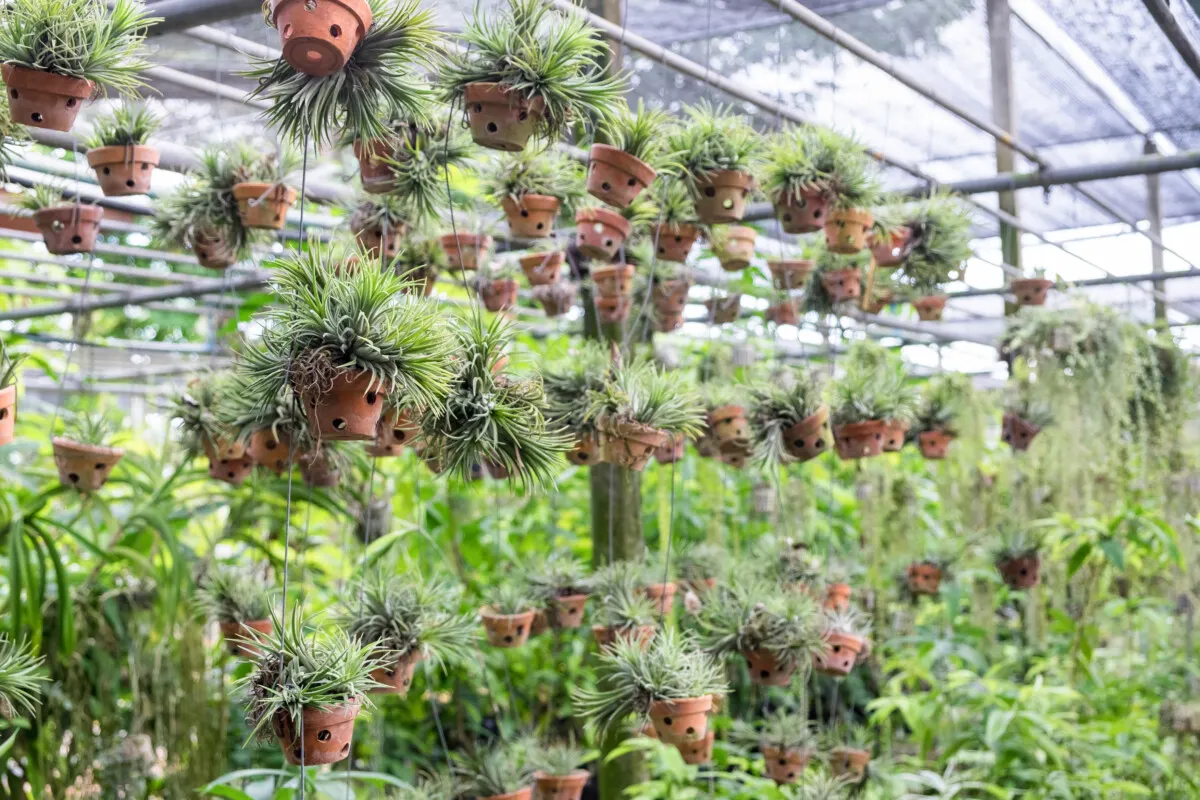 Air plants hanging in a nursery