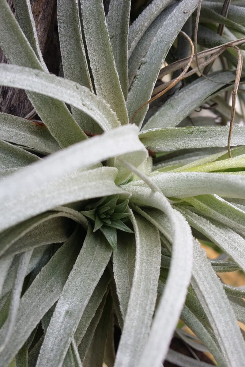 Air plant with a pup growing on it