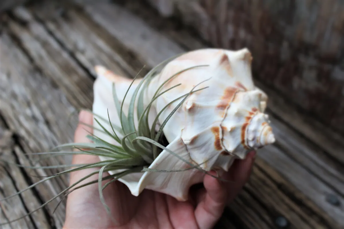 woman's hand holding a conch shell with an air plant in it