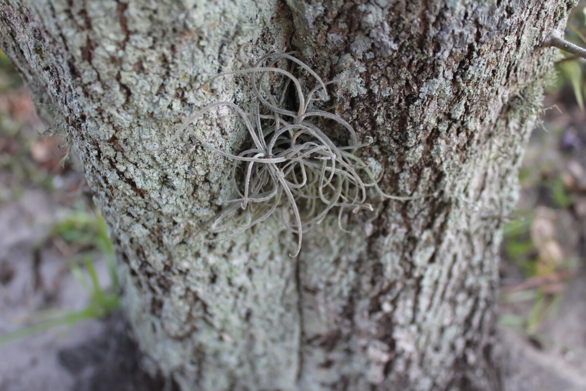 An air plant growing in the nook of a tree