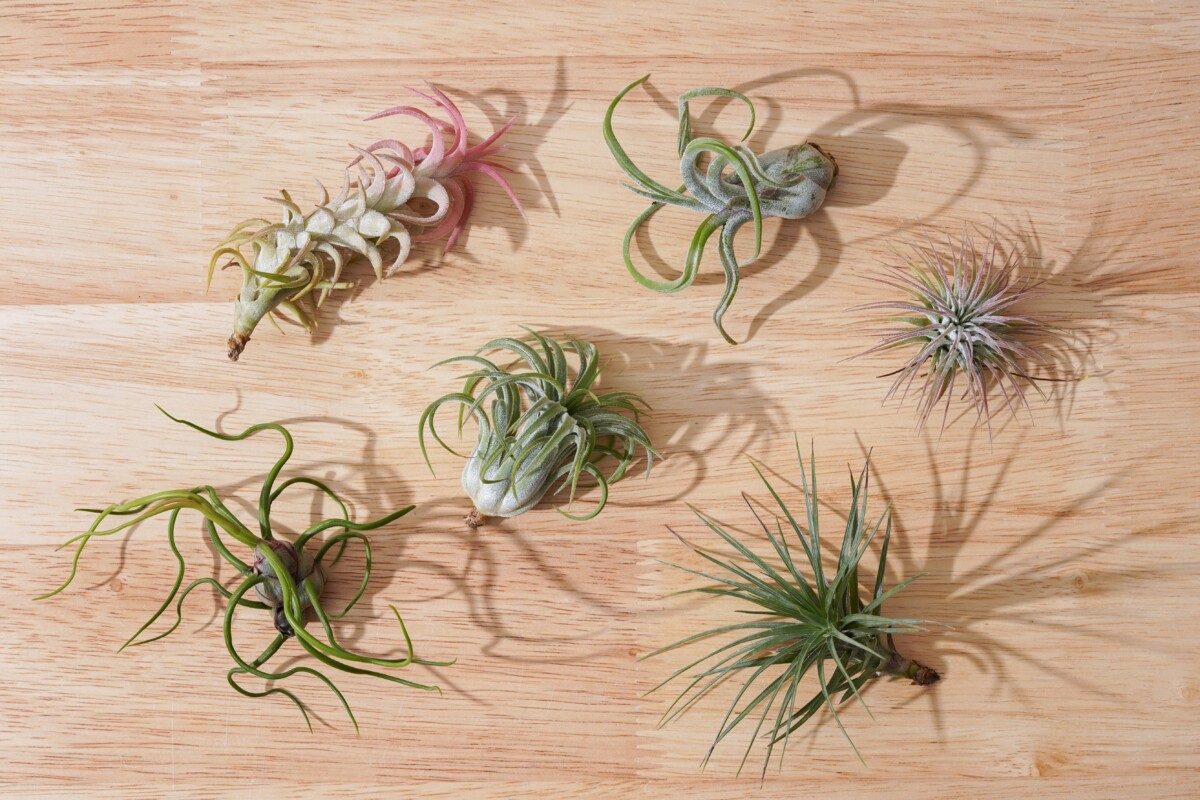 Different varieties of air plants on a wood table