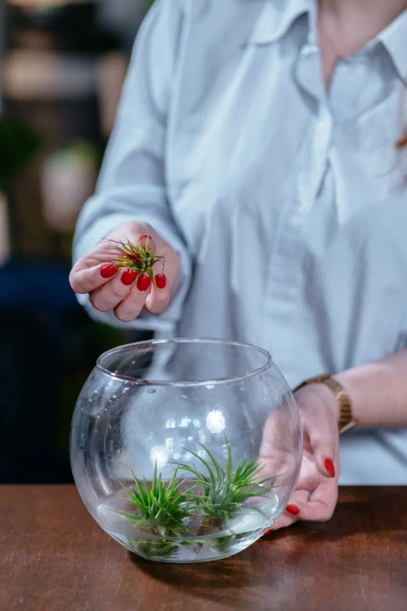 Woman placing air plants in a bowl of water. 