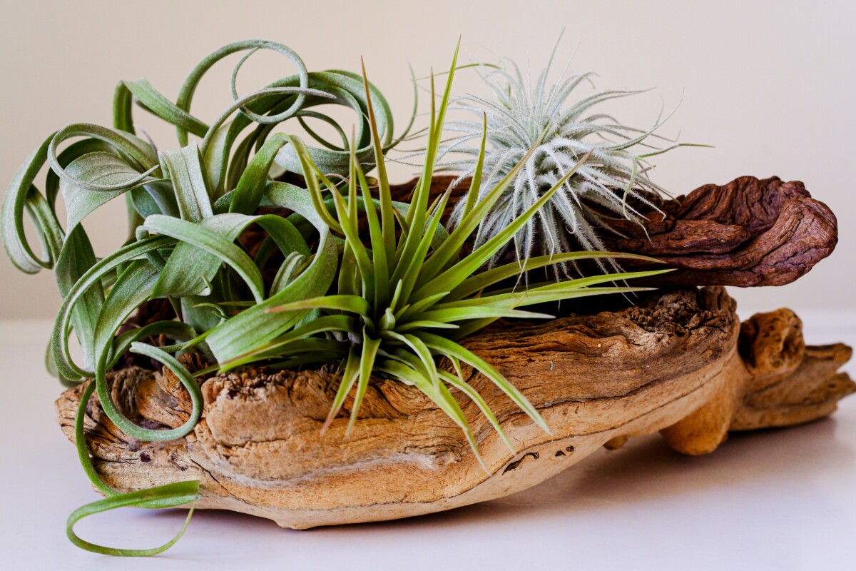 Decorative display of air plants on top of a piece of drift wood