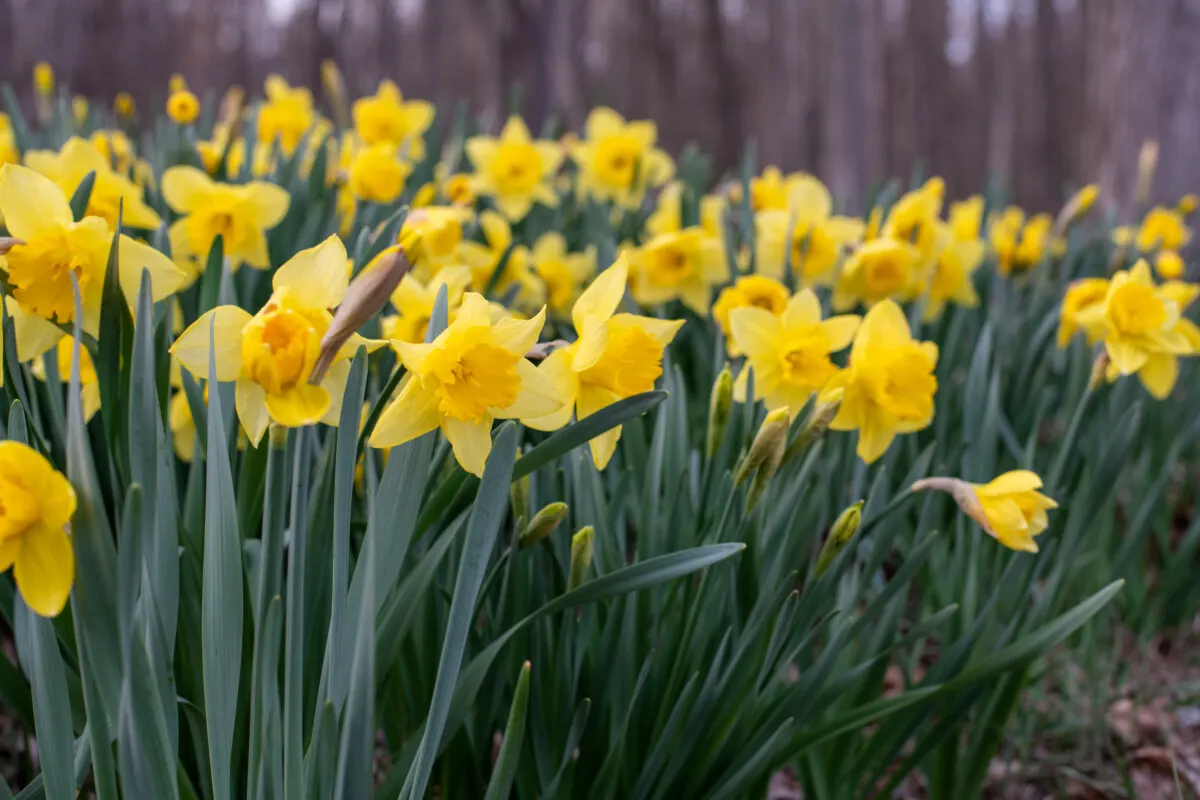 Daffodils - Narcissus spp.