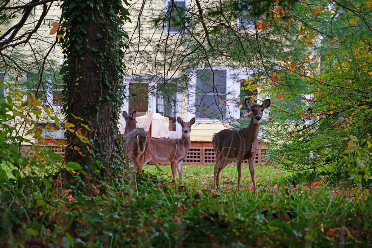 Three whitetail deer in backyard.
