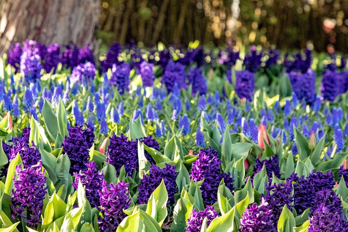 Hyacinth - Hyacinthus orientalis