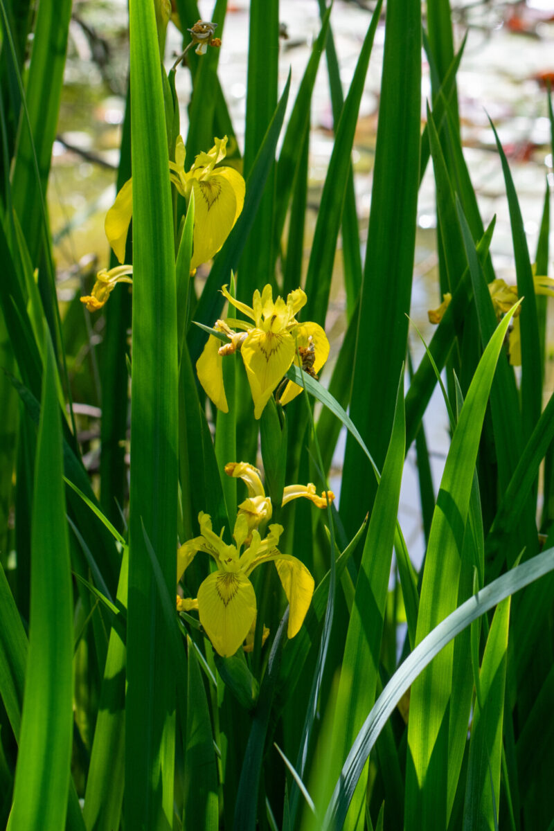 Iris – Iris spp.