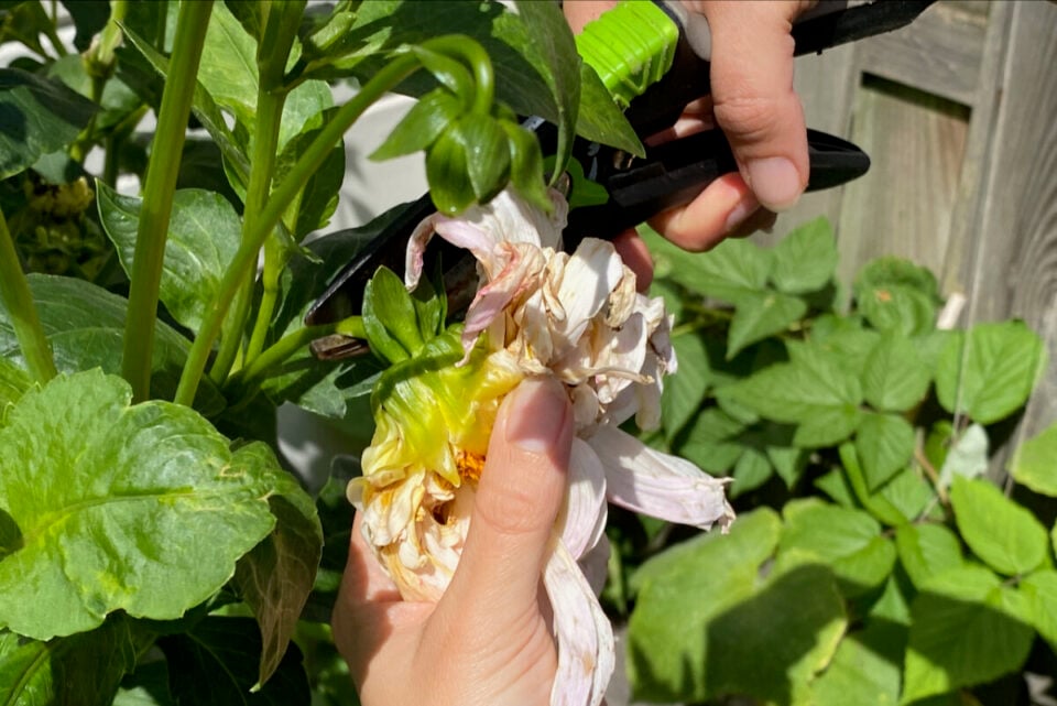 8 Reasons Why You Shouldn't Deadhead Your Plants